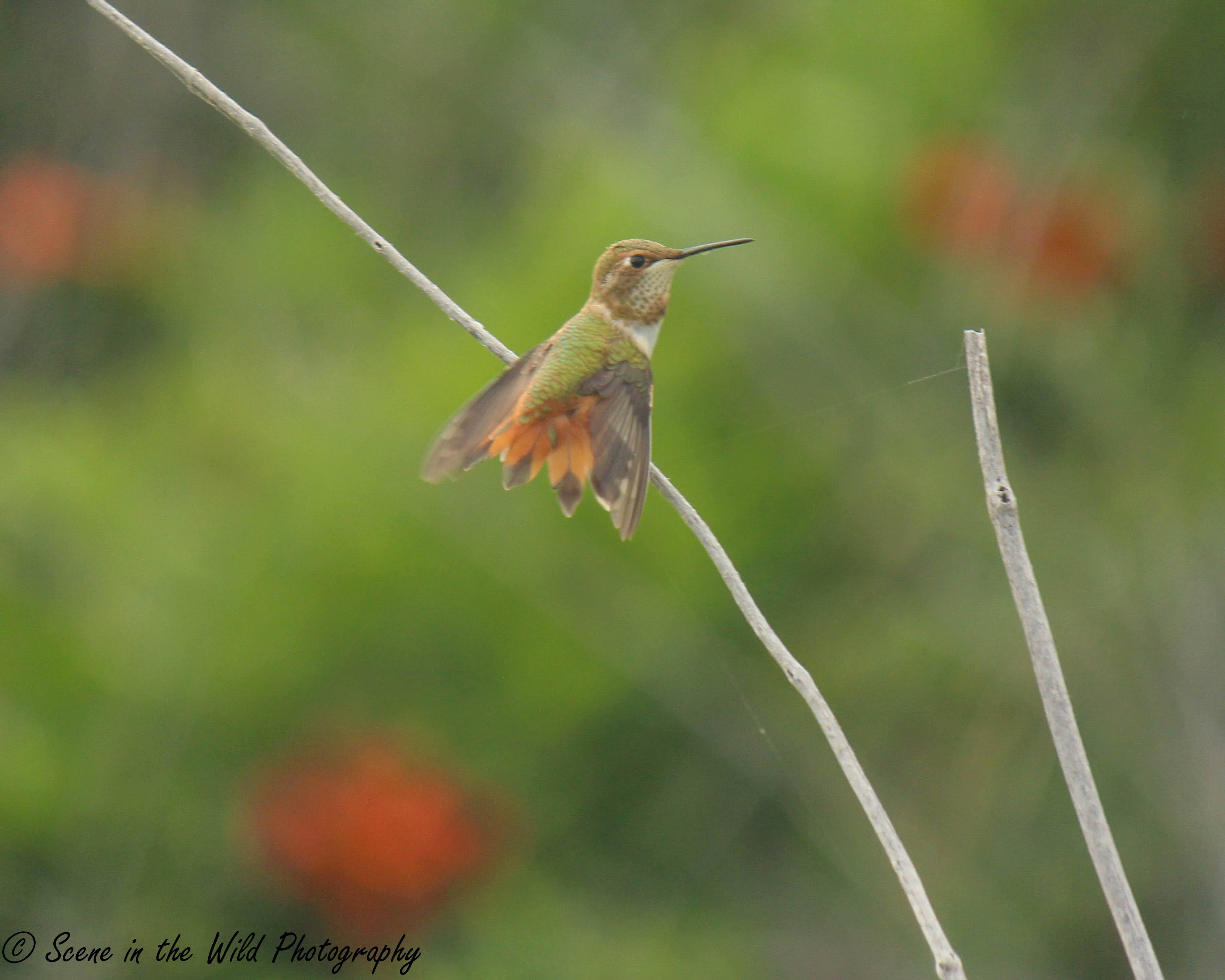 Sue Keefer Hummingbird SECO News seconews.org